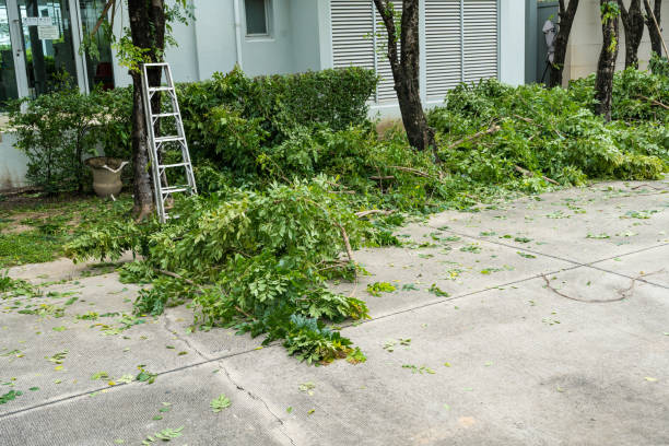 Best Residential Tree Removal  in St Georges, DE